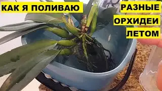 КАК Я ПОЛИВАЮ РАЗНЫЕ ОРХИДЕИ ЛЕТОМ..КАТЛЕИ, ЦИМБИДИУМЫ, ФАЛЕНОПСИСЫ, МИЛЬТОНИОПСИСЫ