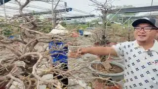 Ngày lặt lá Thủ Đức SBBL vườn mai Hoàng Minh báo giá mai Tết từ 1tr em Như mê mẩn 16 cây khủng H145