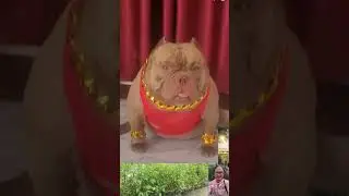 Cool Bully Dog Wants to Get Married But Doesn't Want to