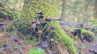 Microcosm Beneath The MUSHROOMS: Sounds of the FOREST and bird voices for background