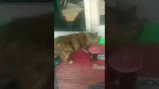 kumpunya kucing gemu ,