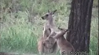 Kangaroos