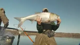 Invasive Carp - Filleting & Cooking Recipes