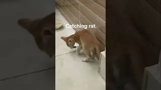 catching rat #funnyvideo #cat #kucinglucu
