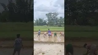 refreshing monsoon rain in Village | farming | ropa dhova | kheti bari | Viral trending shorts |song