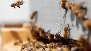 Awesome Roles of Bees in a Hive