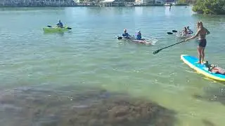 Not a 100 %, but looks like a little bull down on the island today