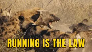 No Territory, No Rest: The Silent Rule That Keeps Them Moving