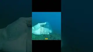 Transparent Sea Creature #shorts
