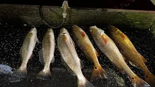 TROUT AND REDFISH LIMIT! ARROYO CITY, TX. (GREEN LIGHTS)