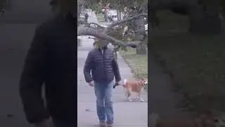 The moment captured when a dog stops a man repeatedly after noticing the branch slowly breaking#news