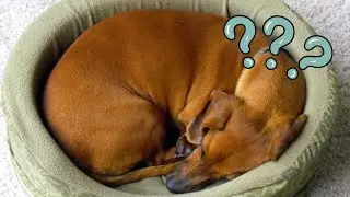 Why Dogs Turn Around Before Lying Down