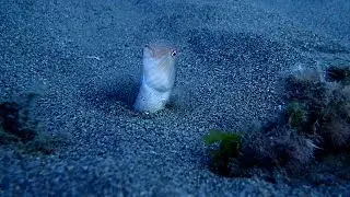 Xyrichtys novacula defense mechanism