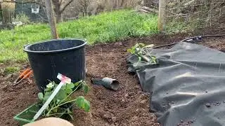 How to grow strawberries 🍓 pug version