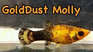 GoldDust Molly | Fish Review