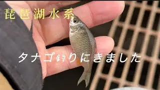 (琵琶湖水系)タナゴ釣りに行ってきました。