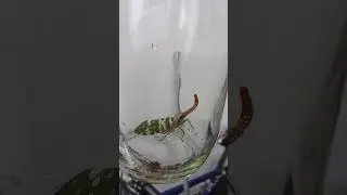 Catching a Fulgorid planthopper #shorts #insects #fly