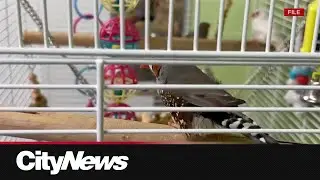 Birds rescued in Winnipeg now up for adoption