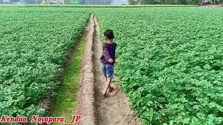 Footsteps between the aisles of potato and mustard fields 21 January 2026