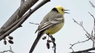 Желтоголовая трясогузка и её птенец. ( Motacilla citreola )