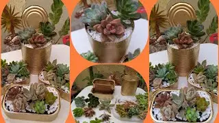 Minhas Suculentas Plantadas em Latas:/(Sou a louca por Latas)...