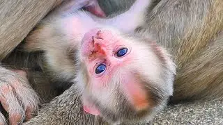 Live: Mama ROZITA  Learns to Care for Her New Baby &mdash; Gentle Guidance in the Wild 🐒💛
