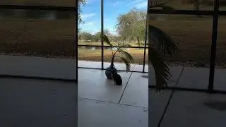 Squirrel vs Rory & Riley 🤣