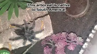 Old Man Pinktoe Tarantula (Avicularia Avicularia) #halloween2024 #tarantula #spider #shorts #short