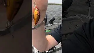 The best SHALLOW DIVING Crank bait for WALLEYE 100%