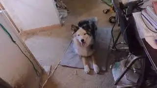 Trick Dog Send To Mat Novice Beamer 8/15/23