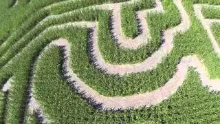 Corn field maze