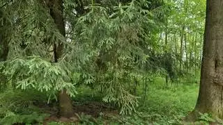 Яхонты Истра. Территория в лесу, есть где погулять. Пляж.