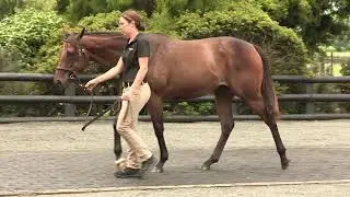 Lot 111: Reliable Man (GB) &ndash; Jewels Gift, Filly