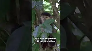 🔥🐒 RED-SHANKED DOUC &ndash; THE QUEEN OF PRIMATES IN VIETNAM&rsquo;S FORESTS 🌿| A Child Exploring Nature