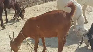 🐐 Best Natural Feed Plan for Healthy Goat Growth