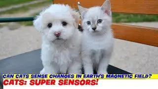 Can Cats Sense Changes in Earth's Magnetic Field?