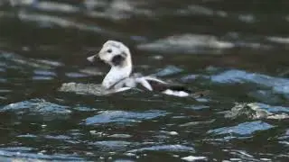 LONG TAILED DUCK on the Upper Delaware River