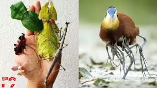 Top 10 Rear Animals You Have Never Seen part 1