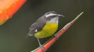 Bananaquit and its Call