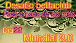 Que hacemos con las crías de betta ( desafío Bettaclub mundial 3.0 )
