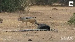 Медоед и огромный (Honey badger killed a Python)