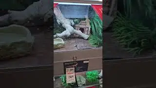 Snakes and Lizards!!!