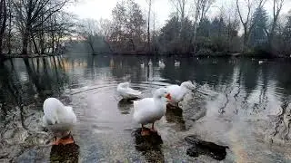 Angry Goose Hissing Loud Sound | #prananerds