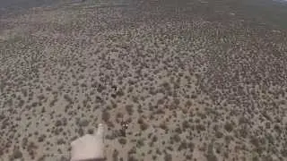 ostrich cull 7
