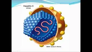 Hepatits viruses  ( HCV -HAV -HEV ) فايروس التهاب الكبد الوبائي
