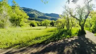 Lush Green 4K forest SCENIC DRIVE w Sharkmama - Cucumber Gulch Wildlife Preserve, Breckenridge, CO