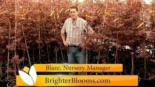 Bloodgood Japanese Maple Trees at Brighter Blooms Nursery