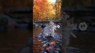 Two Wolf Pups Play in the Stream AI #ai #wolfpup #wolfpack #animallovers #naturelovers #autumn #cute