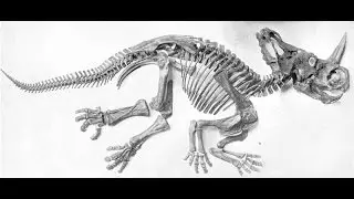 Monoclonius | Enciclopedia sobre Dinosaurios