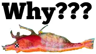 Top 5 Reasons Why Your New Cherry Shrimp Die